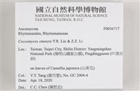 登錄號:F0036717藏品圖，第2張