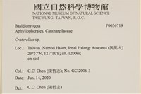 喇叭菌屬藏品圖，第2張