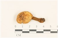 登錄號:F0036720藏品圖，第1張