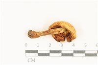 登錄號:F0036720藏品圖，第3張