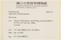 小菇屬藏品圖，第2張