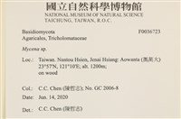 小菇屬藏品圖，第2張
