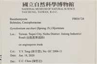 糖圓齒菌藏品圖，第2張