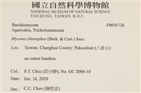 發光小菇藏品圖，第2張