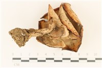 登錄號:F0036728藏品圖，第3張