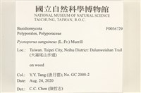 血紅密孔菌藏品圖，第2張
