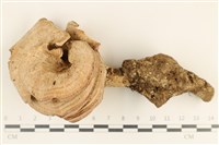 登錄號:F0036733藏品圖，第1張