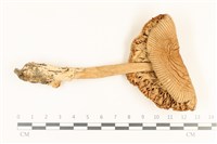 登錄號:F0036734藏品圖，第3張