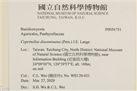 簇生鬼傘藏品圖，第2張