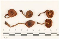 登錄號:F0036754藏品圖，第1張