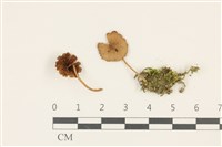 登錄號:F0036755藏品圖，第1張