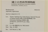 四孢蘑菇藏品圖，第2張