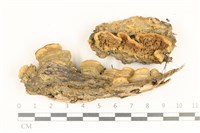 登錄號:F0036764藏品圖，第1張