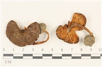 登錄號:F0036767藏品圖，第1張