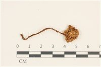 登錄號:F0036768藏品圖，第3張