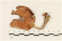 登錄號:F0036771藏品圖，第1張