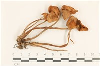 登錄號:F0036772藏品圖，第1張