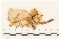 登錄號:F0036773藏品圖，第1張