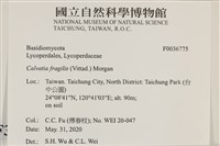 登錄號:F0036775藏品圖，第2張