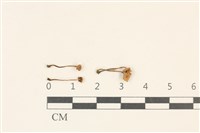 登錄號:F0036776藏品圖，第1張