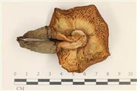 登錄號:F0036779藏品圖，第3張