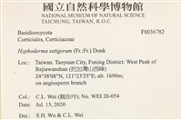 剛毛絲皮菌藏品圖，第2張
