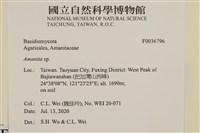 鵝膏屬藏品圖，第2張