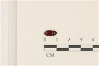 登錄號:F0036803藏品圖，第1張