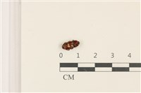 登錄號:F0036803藏品圖，第3張