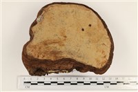 登錄號:F0036806藏品圖，第3張