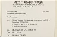 齒耳菌屬藏品圖，第2張