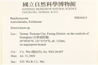 刺皮菌屬藏品圖，第2張