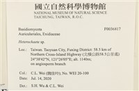 刺皮菌屬藏品圖，第2張