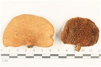 登錄號:F0036822藏品圖，第1張