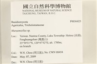微皮傘屬藏品圖，第2張