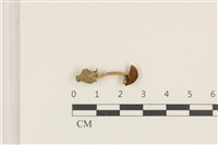 登錄號:F0036824藏品圖，第1張