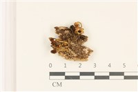 登錄號:F0036826藏品圖，第1張