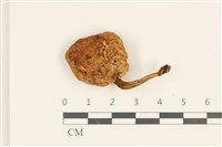 登錄號:F0036827藏品圖，第1張