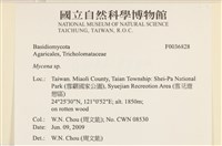 小菇屬藏品圖，第2張