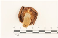 登錄號:F0036830藏品圖，第3張