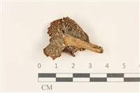 登錄號:F0036831藏品圖，第3張