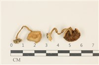 登錄號:F0036833藏品圖，第1張
