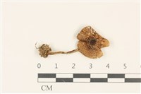登錄號:F0036838藏品圖，第1張