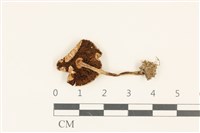 登錄號:F0036838藏品圖，第3張