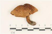 登錄號:F0036839藏品圖，第1張