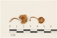 登錄號:F0036840藏品圖，第1張