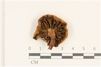 登錄號:F0036841藏品圖，第3張