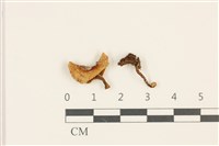登錄號:F0036842藏品圖，第1張