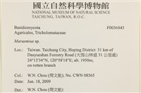 小皮傘屬藏品圖，第2張