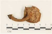 登錄號:F0036844藏品圖，第3張